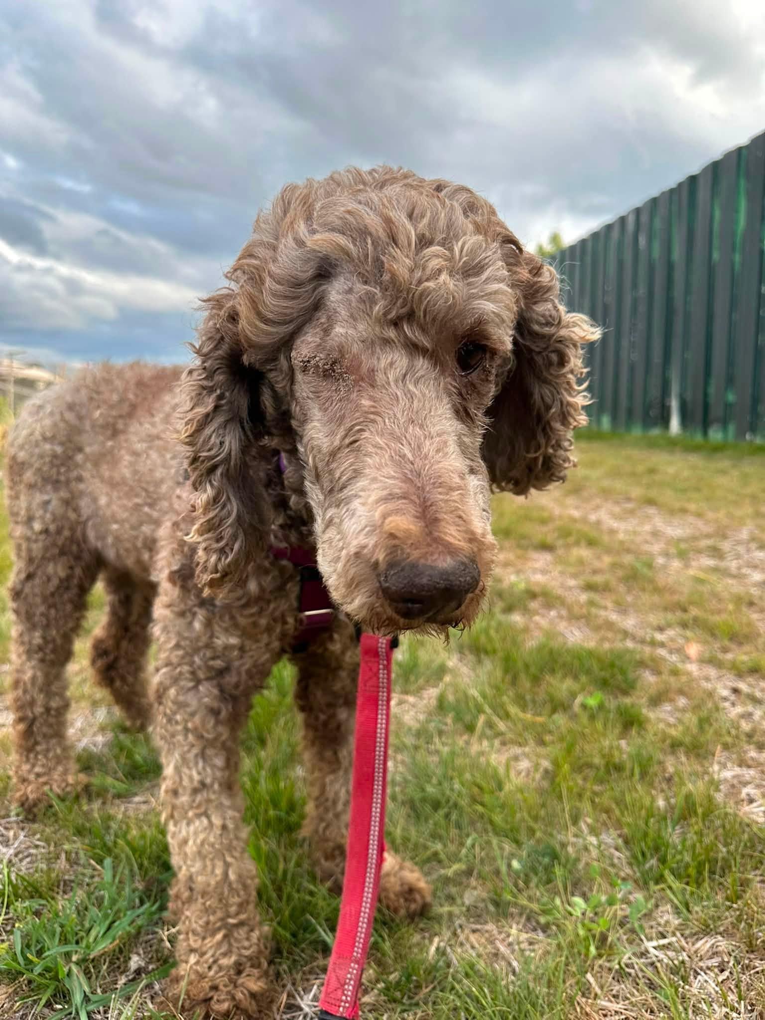 Enlarge Giblet-Foster Home Needed, a Adoptable Poodle in Hartland, WI image 6/6