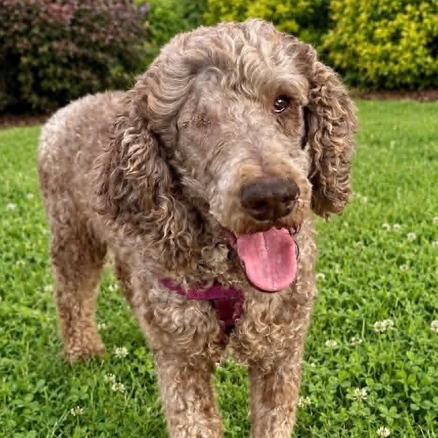 Giblet-Foster Home Needed, ADOPTABLE, Adult Male Poodle.