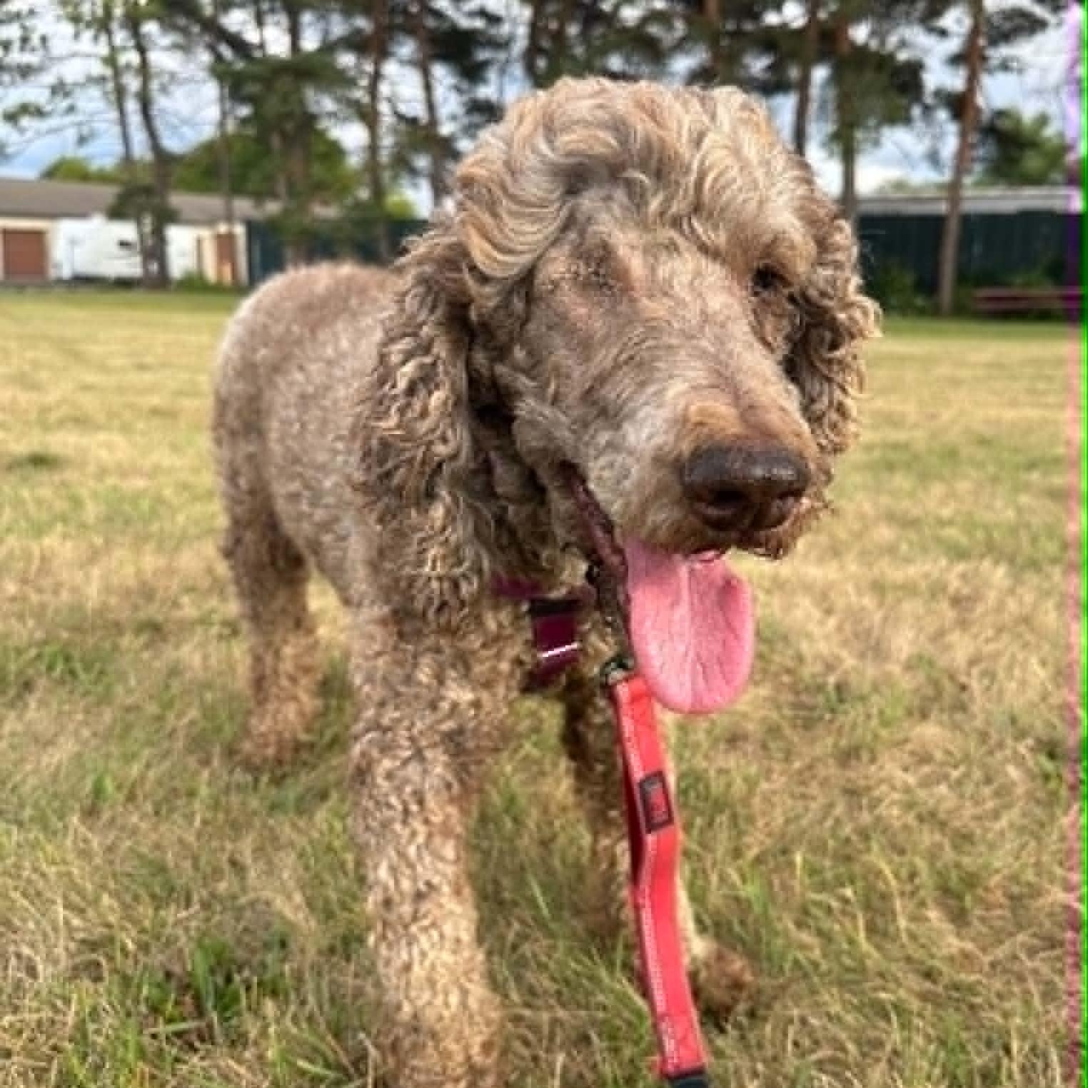 Enlarge Giblet-Foster Home Needed, a ADOPTABLE Poodle in Hartland, WI image 3/5