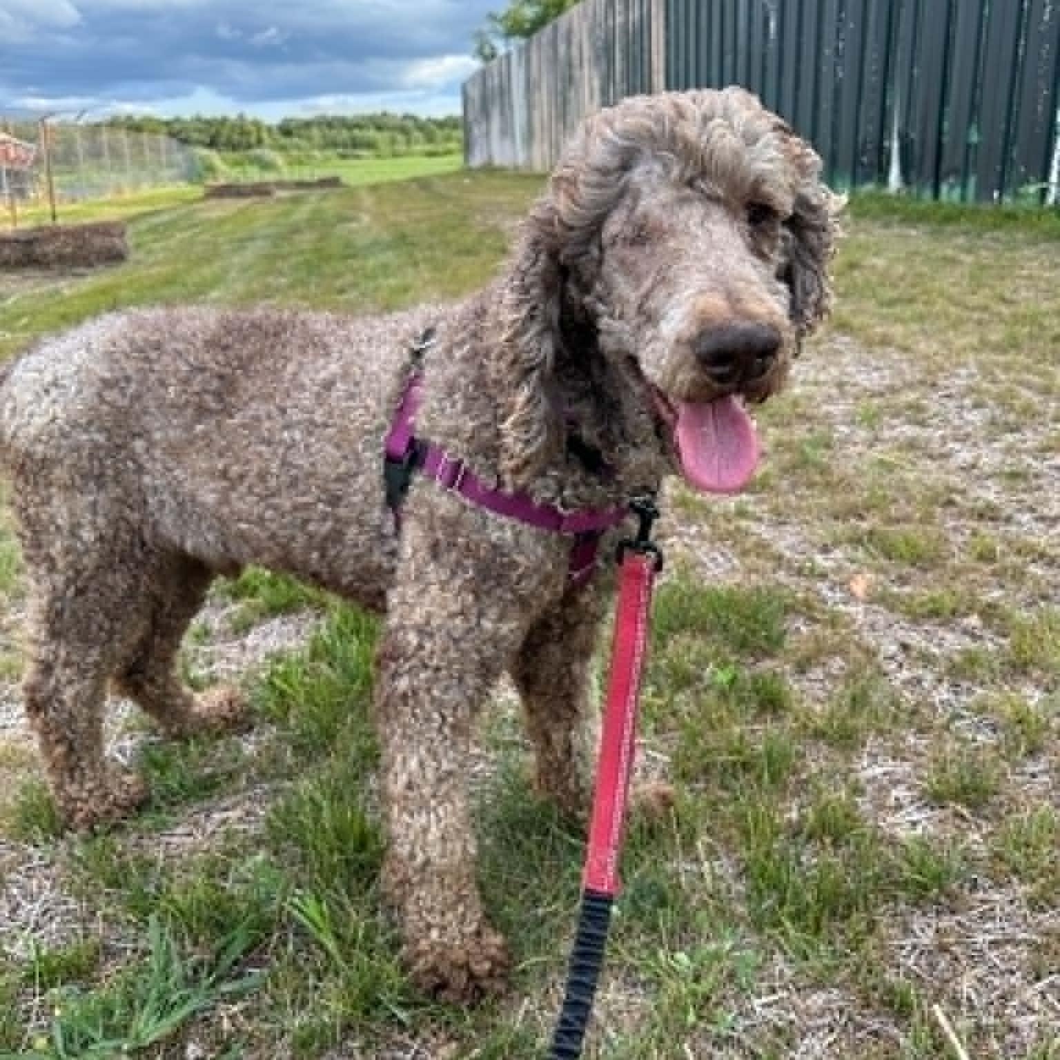 Enlarge Giblet-Foster Home Needed, a ADOPTABLE Poodle in Hartland, WI image 4/5