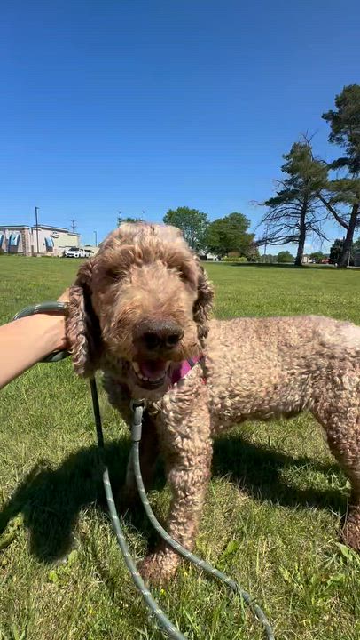 Enlarge Giblet-Foster Home Needed, a ADOPTABLE Poodle in Hartland, WI video 2/5