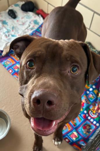 Enlarge Bello, a ADOPTABLE mixed breed in Homewood, IL image 1/1