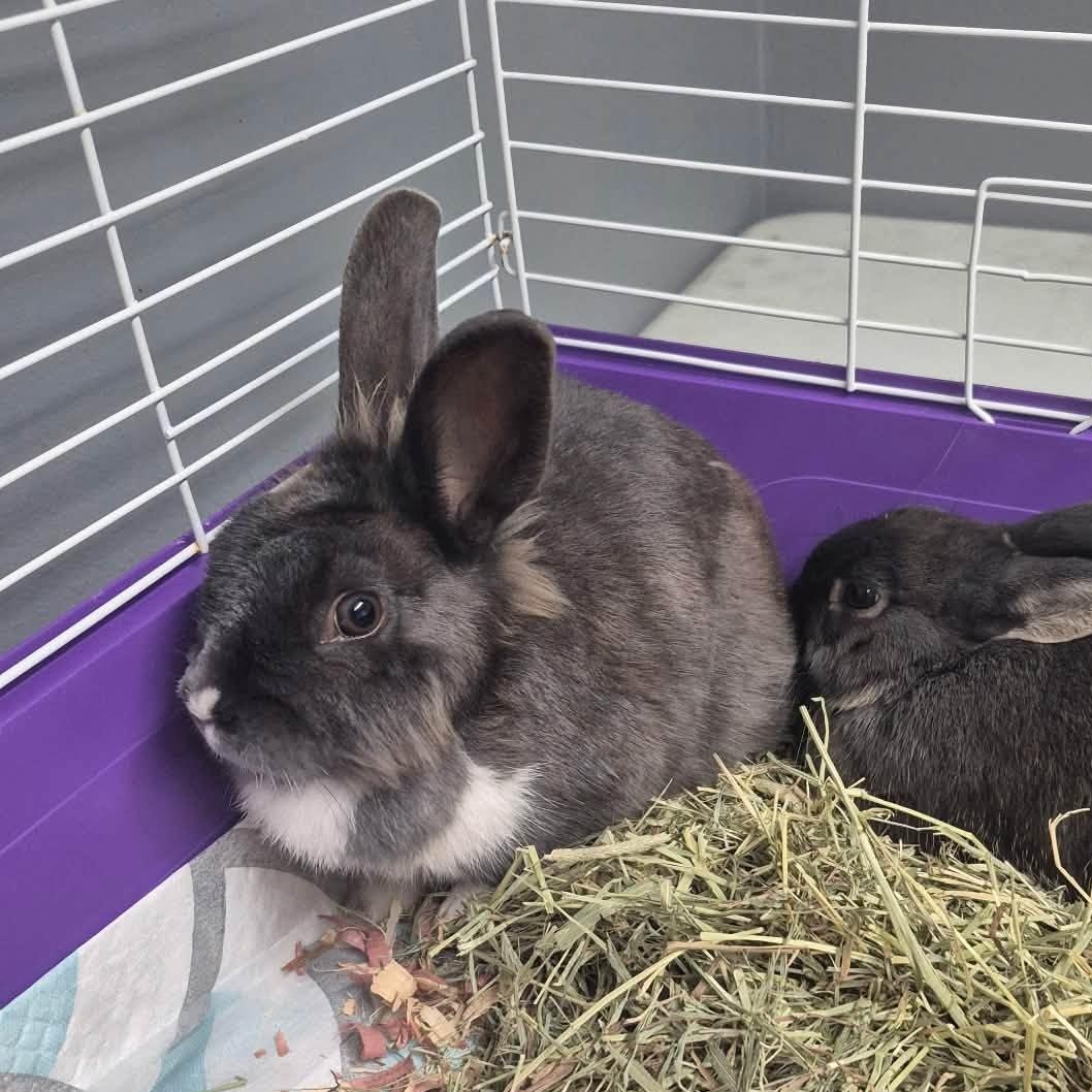 Pixie, Adoptable, Young Female Bunny Rabbit.