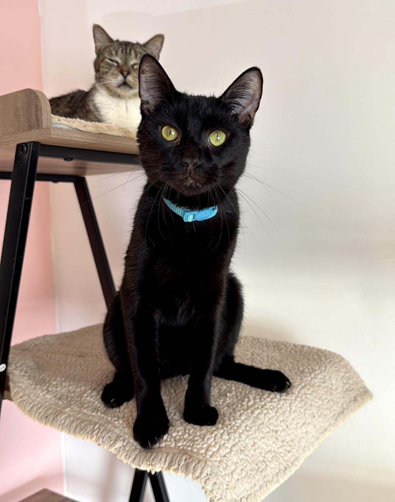 Enlarge PRINCE, an adoptable Domestic Short Hair in New York, NY image 1/5