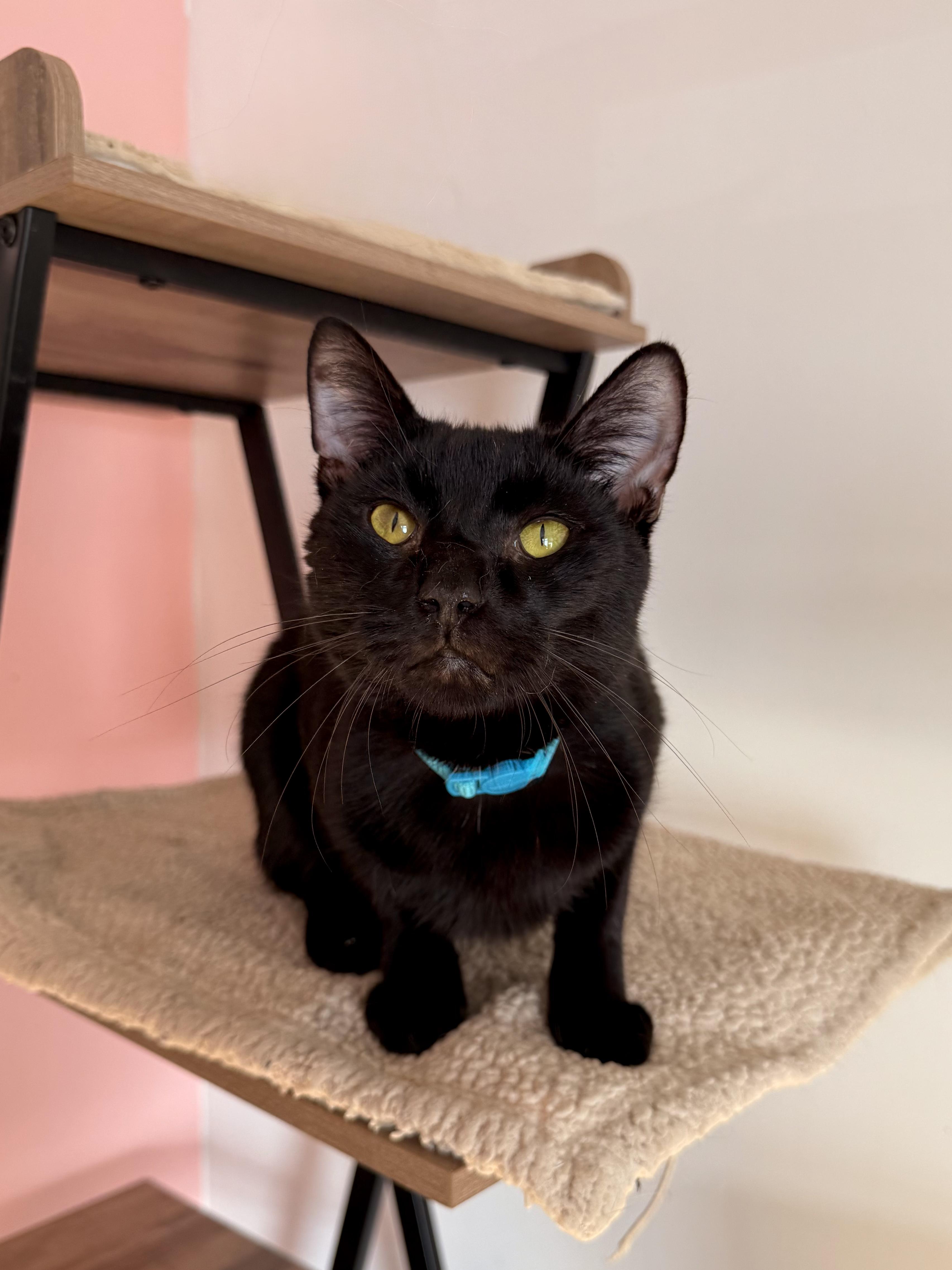 Enlarge PRINCE, an adoptable Domestic Short Hair in New York, NY image 2/5
