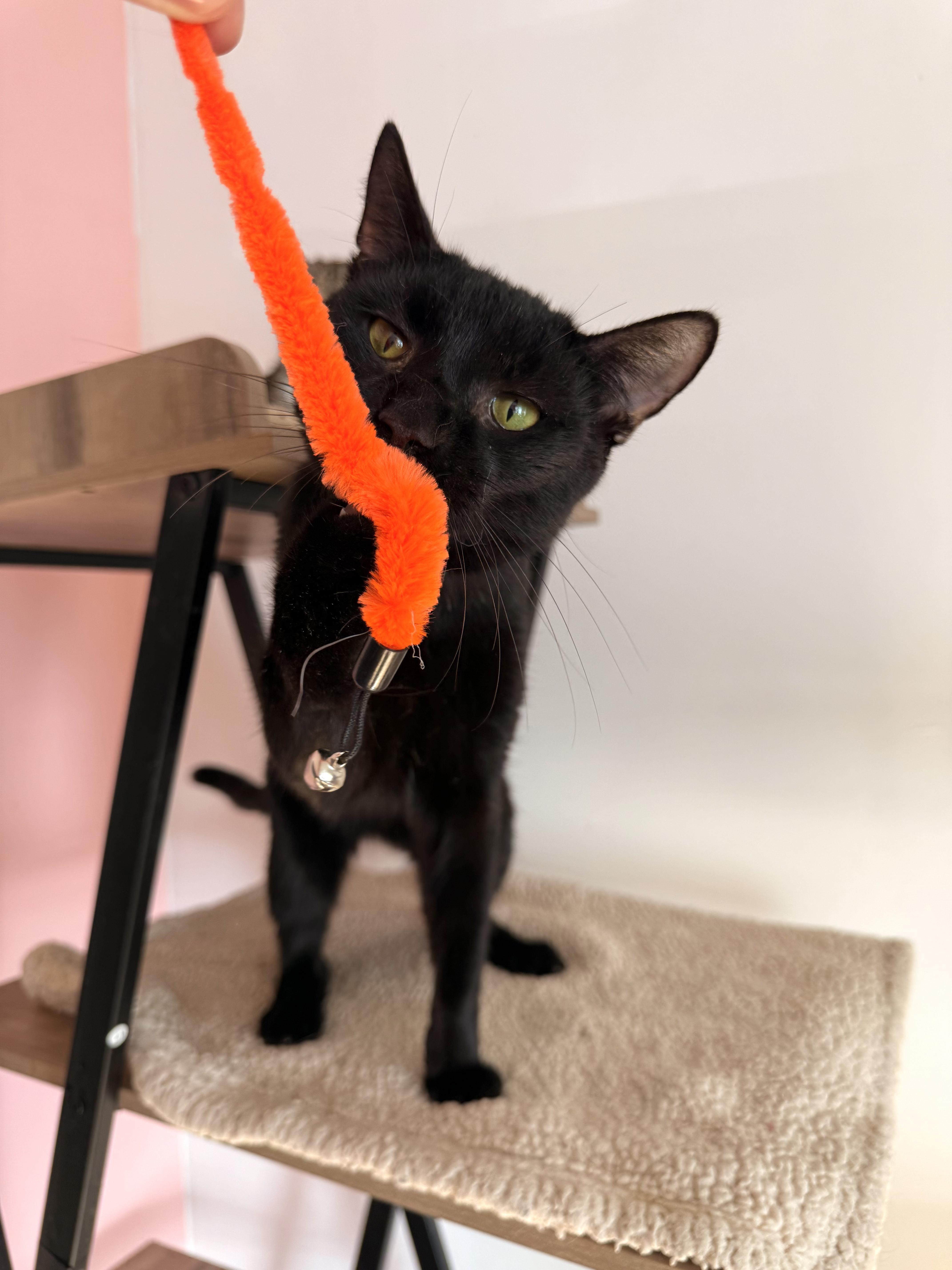 Enlarge PRINCE, an adoptable Domestic Short Hair in New York, NY image 3/5