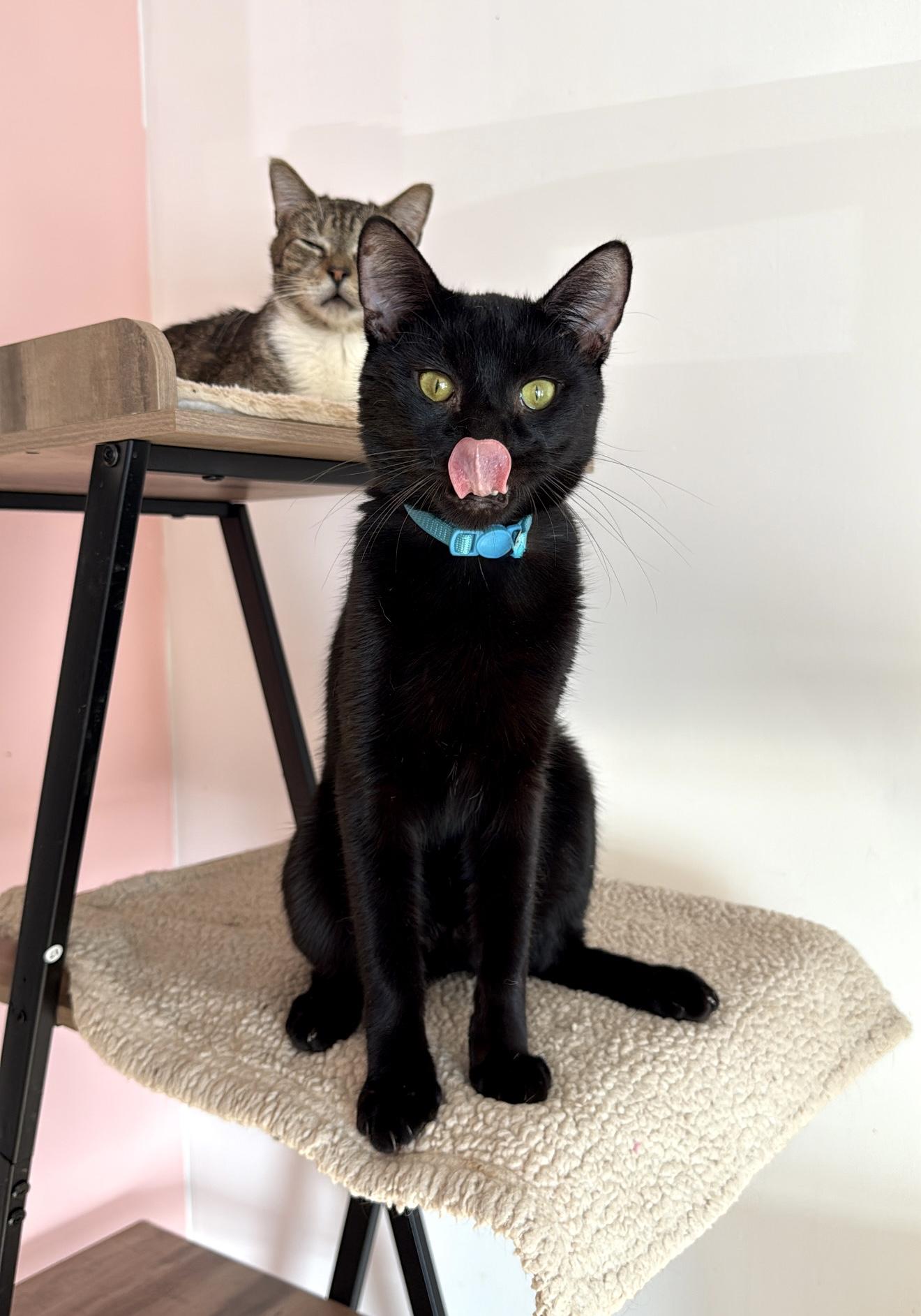 Enlarge PRINCE, an adoptable Domestic Short Hair in New York, NY image 4/5