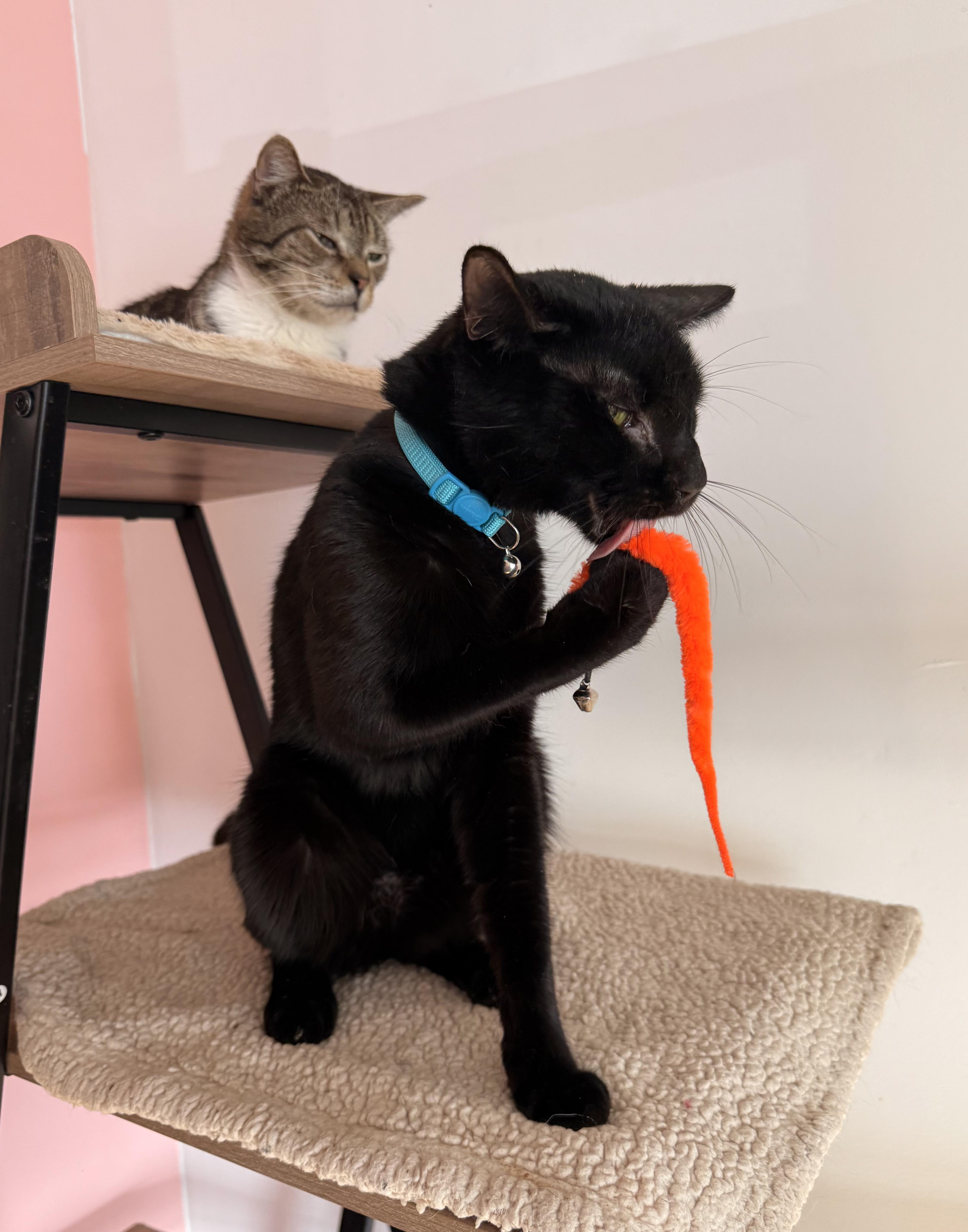 Enlarge PRINCE, an adoptable Domestic Short Hair in New York, NY image 5/5