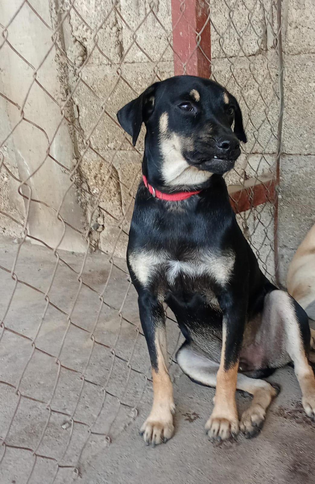 Quimi, an adoptable Mixed Breed in Las Jarretaderas, NAY, 63735 | Photo Image 4