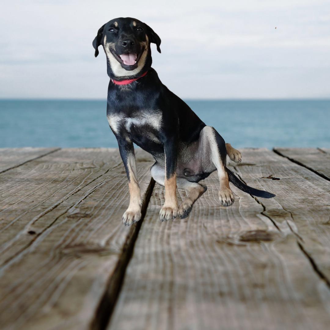 Quimi, an adoptable Mixed Breed in Las Jarretaderas, NAY, 63735 | Photo Image 1