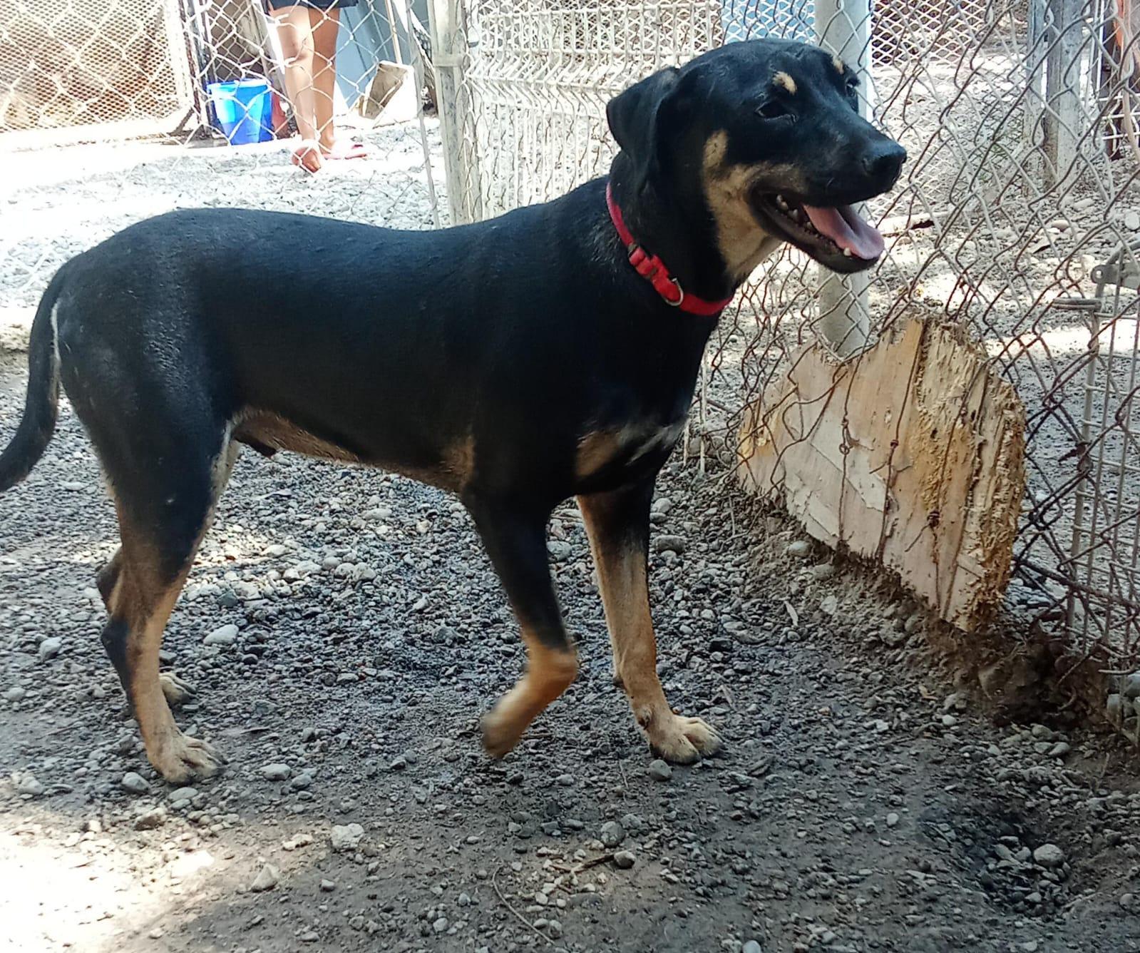 Quimi, an adoptable Mixed Breed in Las Jarretaderas, NAY, 63735 | Photo Image 6