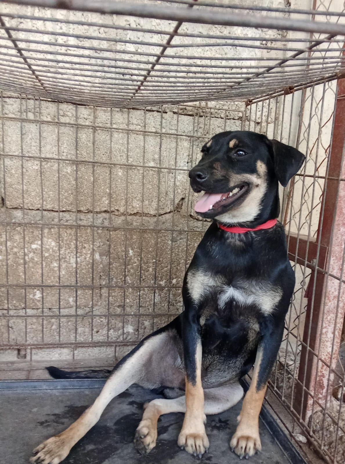 Quimi, an adoptable Mixed Breed in Las Jarretaderas, NAY, 63735 | Photo Image 3
