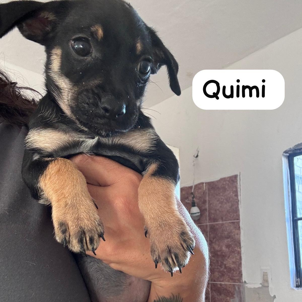 Quimi