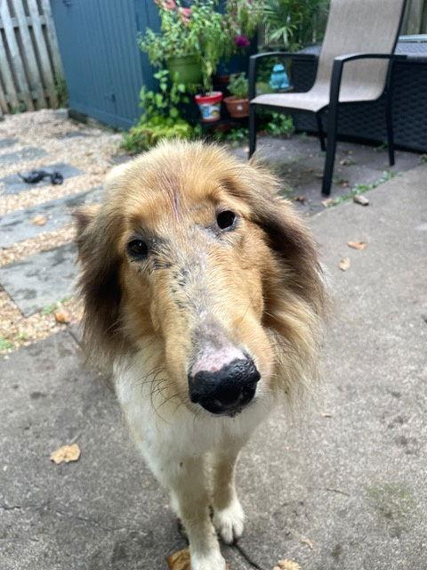 Charlie, Adoptable, Adult Male Collie.