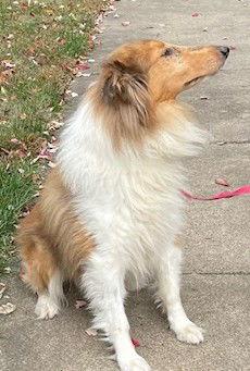 Enlarge Charlie, a Adoptable Collie in Chantilly, VA image 2/3