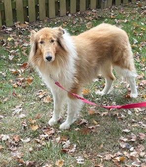 Enlarge Charlie, a Adoptable Collie in Chantilly, VA image 3/3