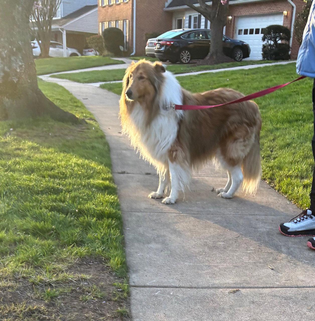 Charlie, a Adoptable Collie in Chantilly, VA image 3/3