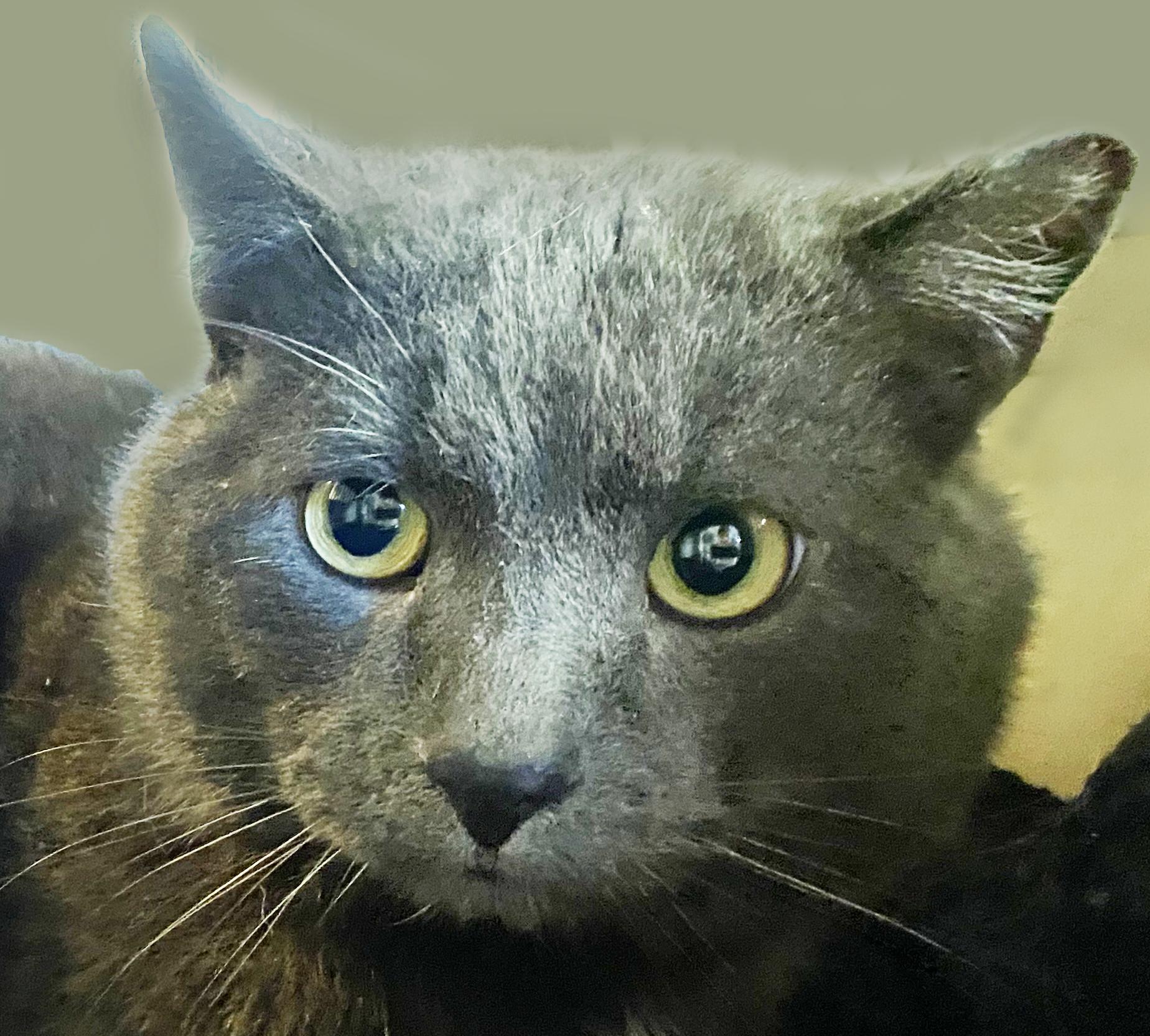 Enlarge William, a Adoptable Domestic Short Hair in Mansfield, OH image 1/1