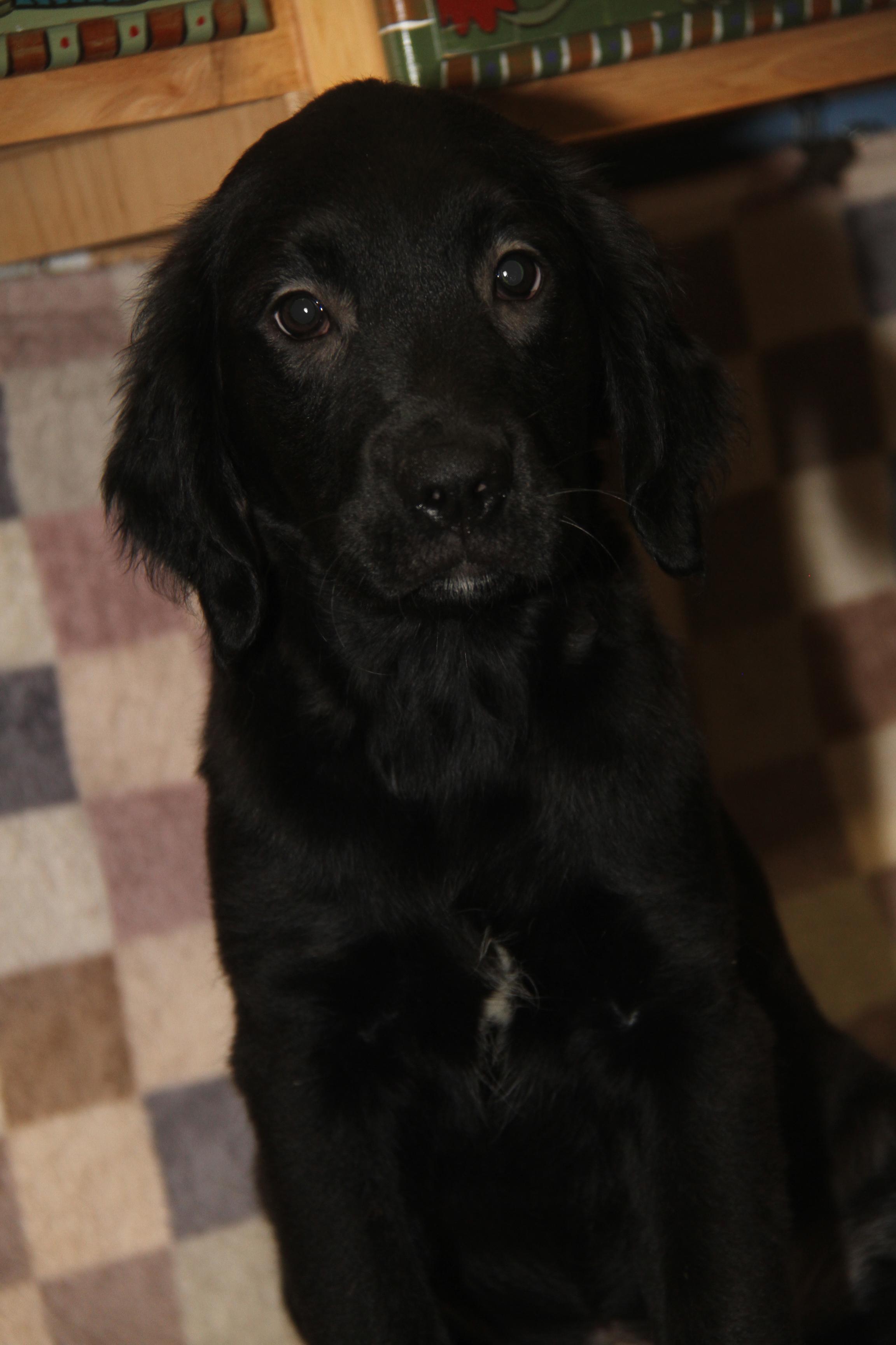 Clove (Autumn's Puppy) (Photos 2/13/2026)