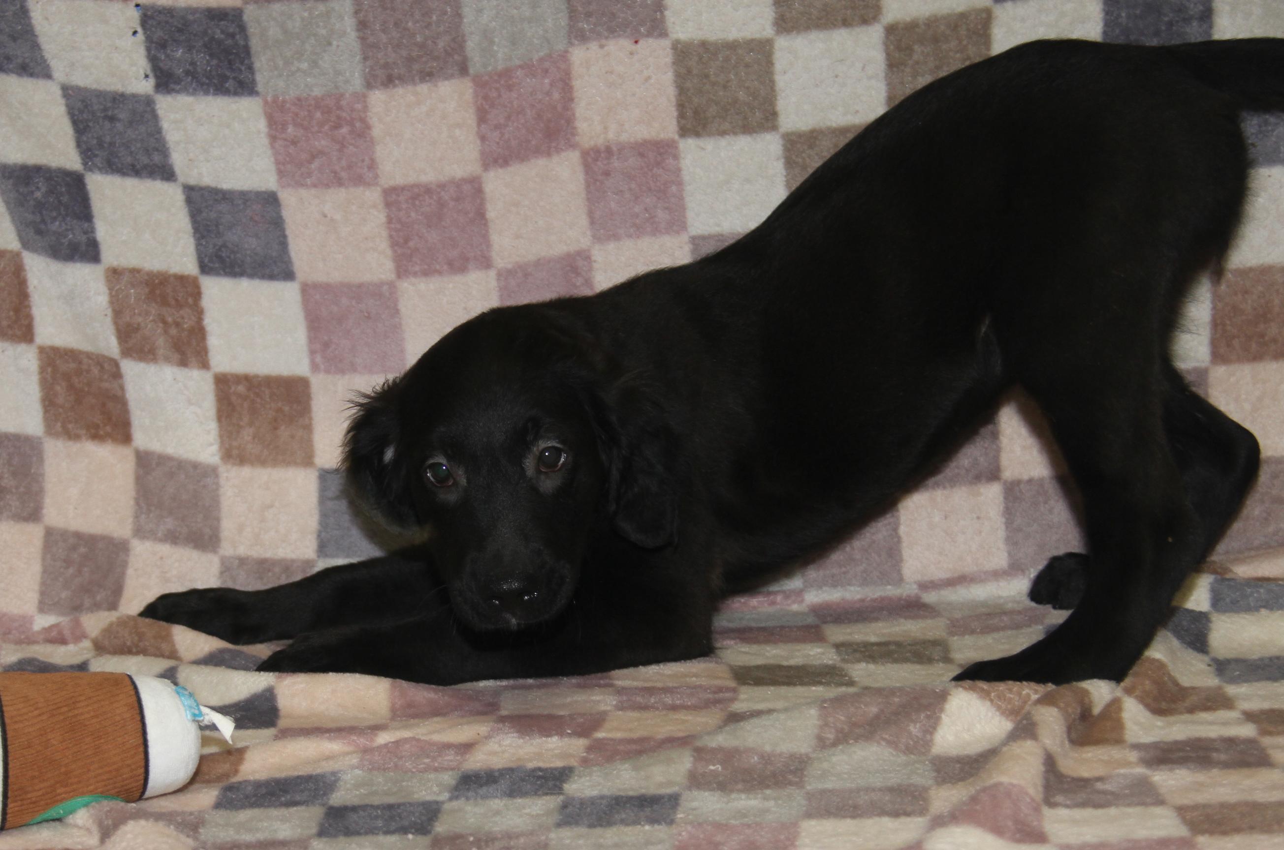 Clove (Autumn's Puppy) (Photos 2/13/2026) — thumbnail 2