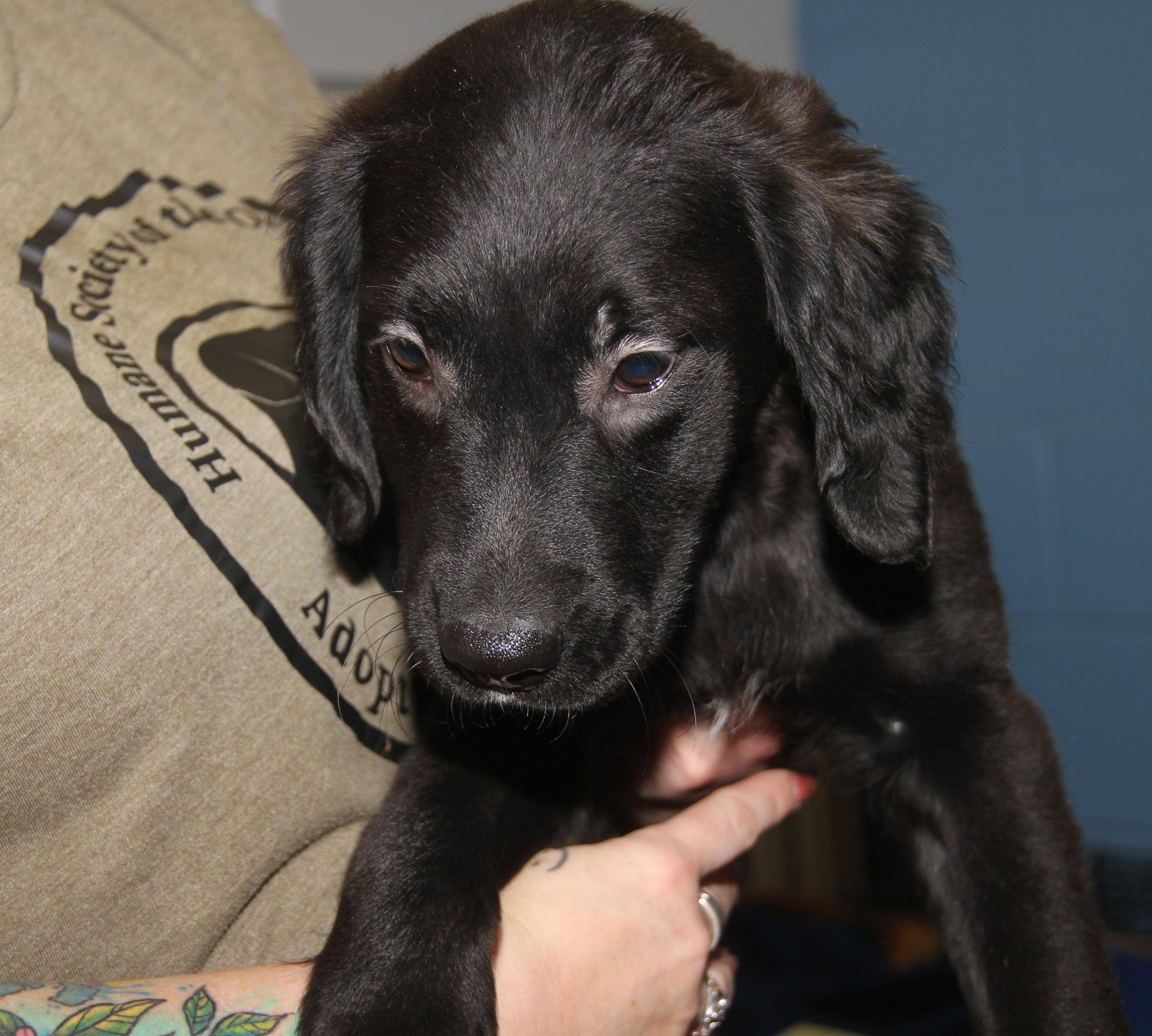 Clove (Autumn's Puppy) (Photos 2/13/2026) — thumbnail 3