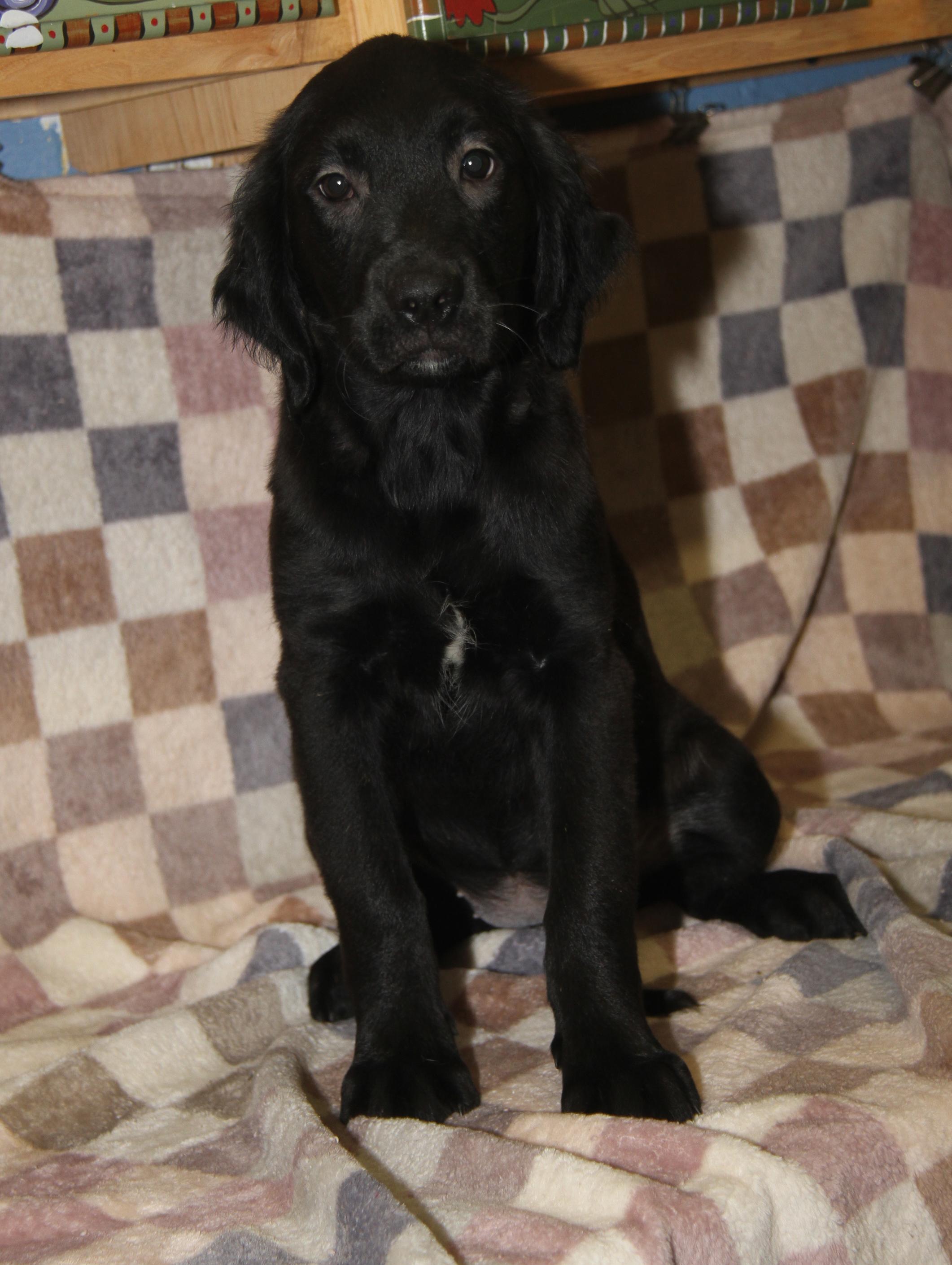 Clove (Autumn's Puppy) (Photos 2/13/2026) — thumbnail 4