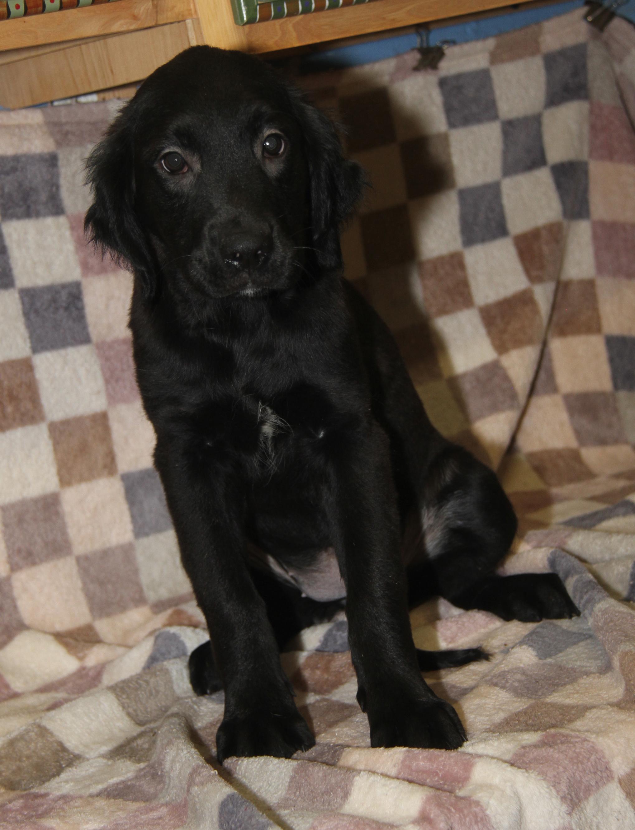 Clove (Autumn's Puppy) (Photos 2/13/2026) — thumbnail 5