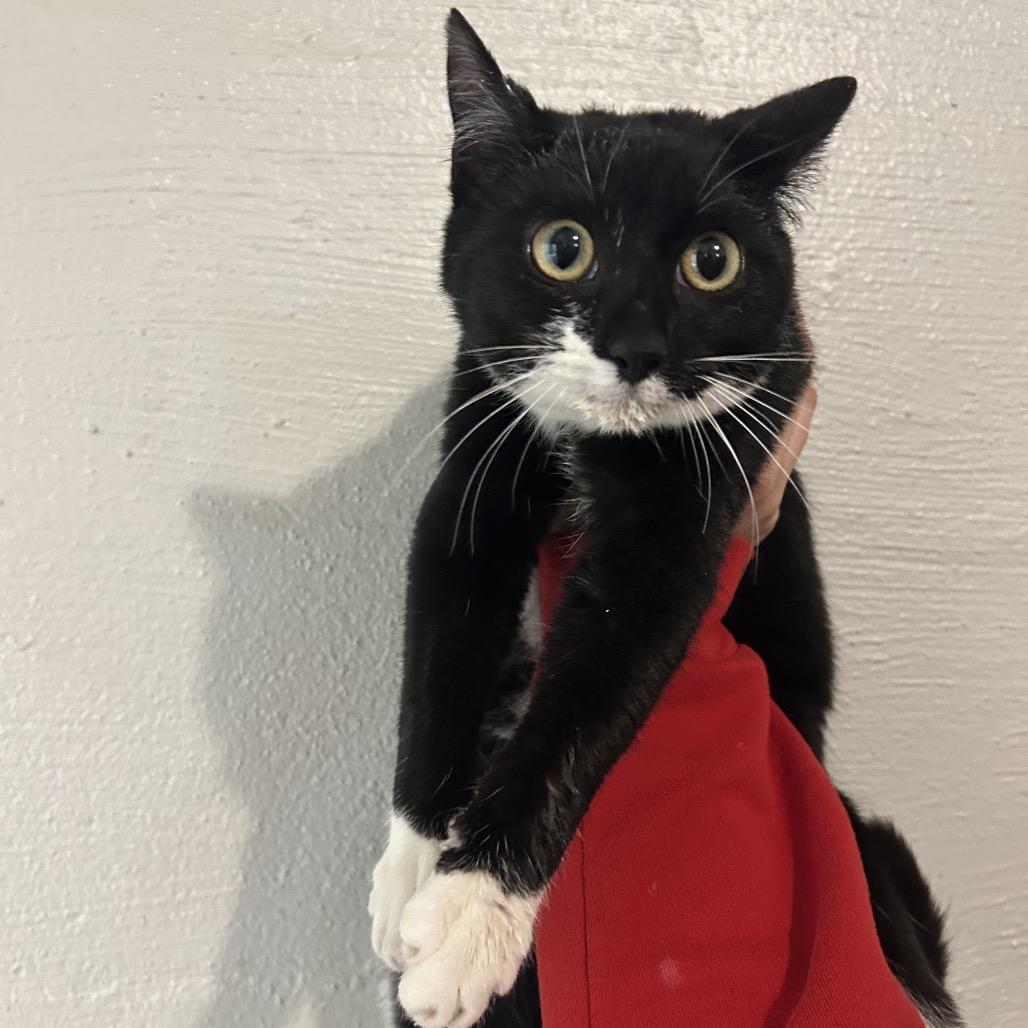 Enlarge Kitty Kitty, a Adoptable Domestic Short Hair in Clanton, AL image 1/1