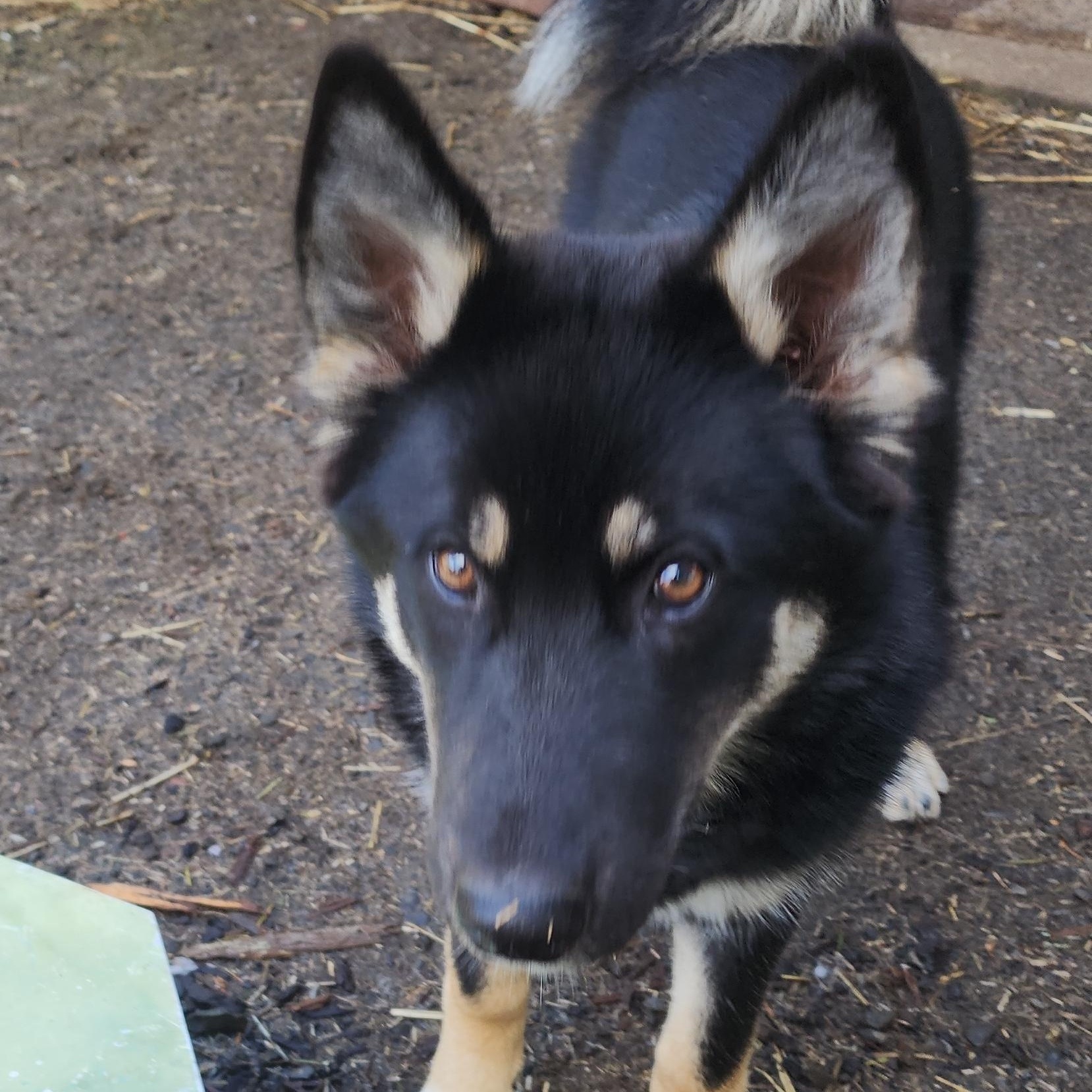 Blondie , a ADOPTABLE mixed breed in Lafayette, CA image 3/3