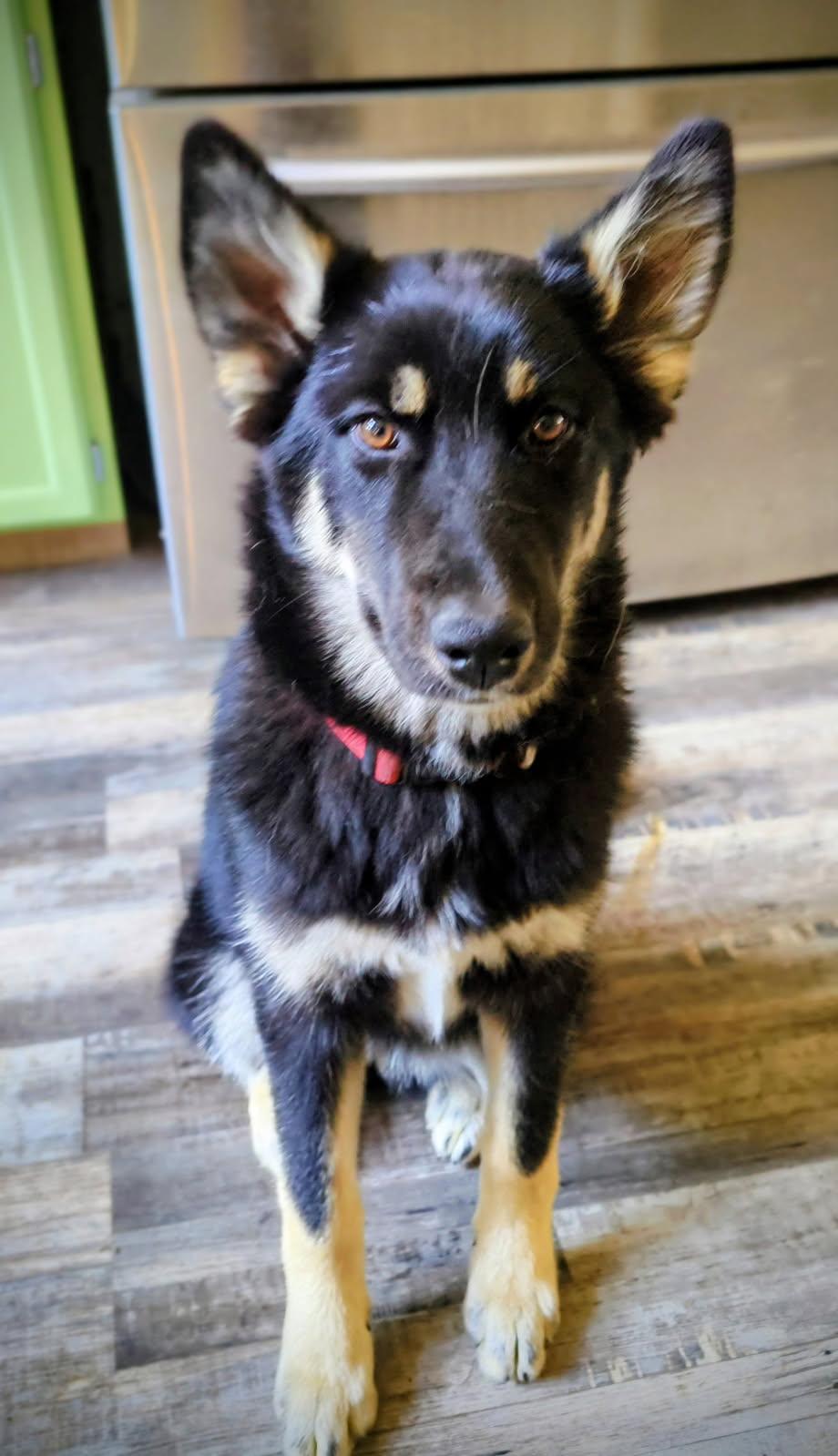 Blondie , ADOPTABLE, Young Female German Shepherd Dog.