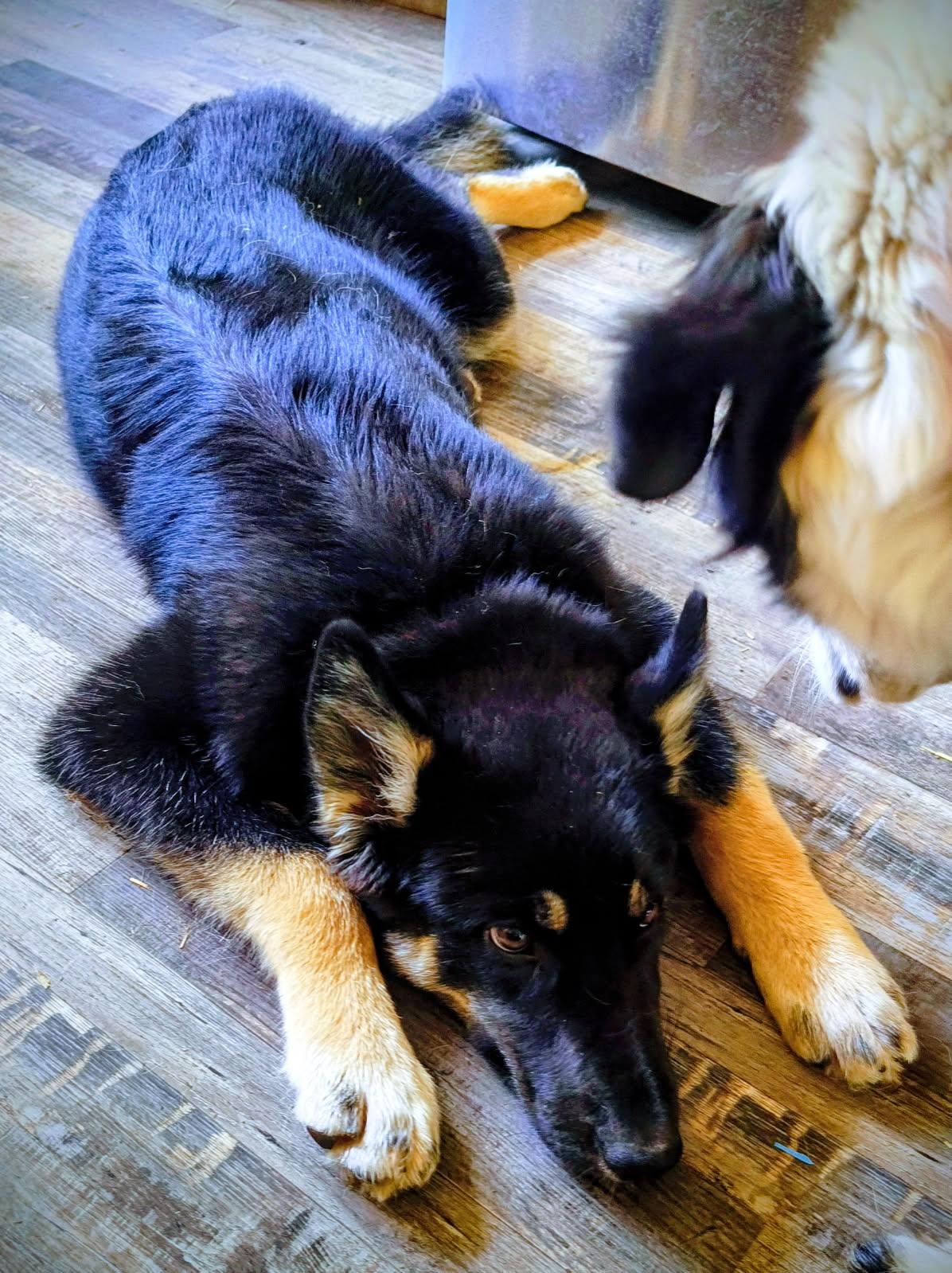 Blondie , a ADOPTABLE mixed breed in Lafayette, CA image 2/2