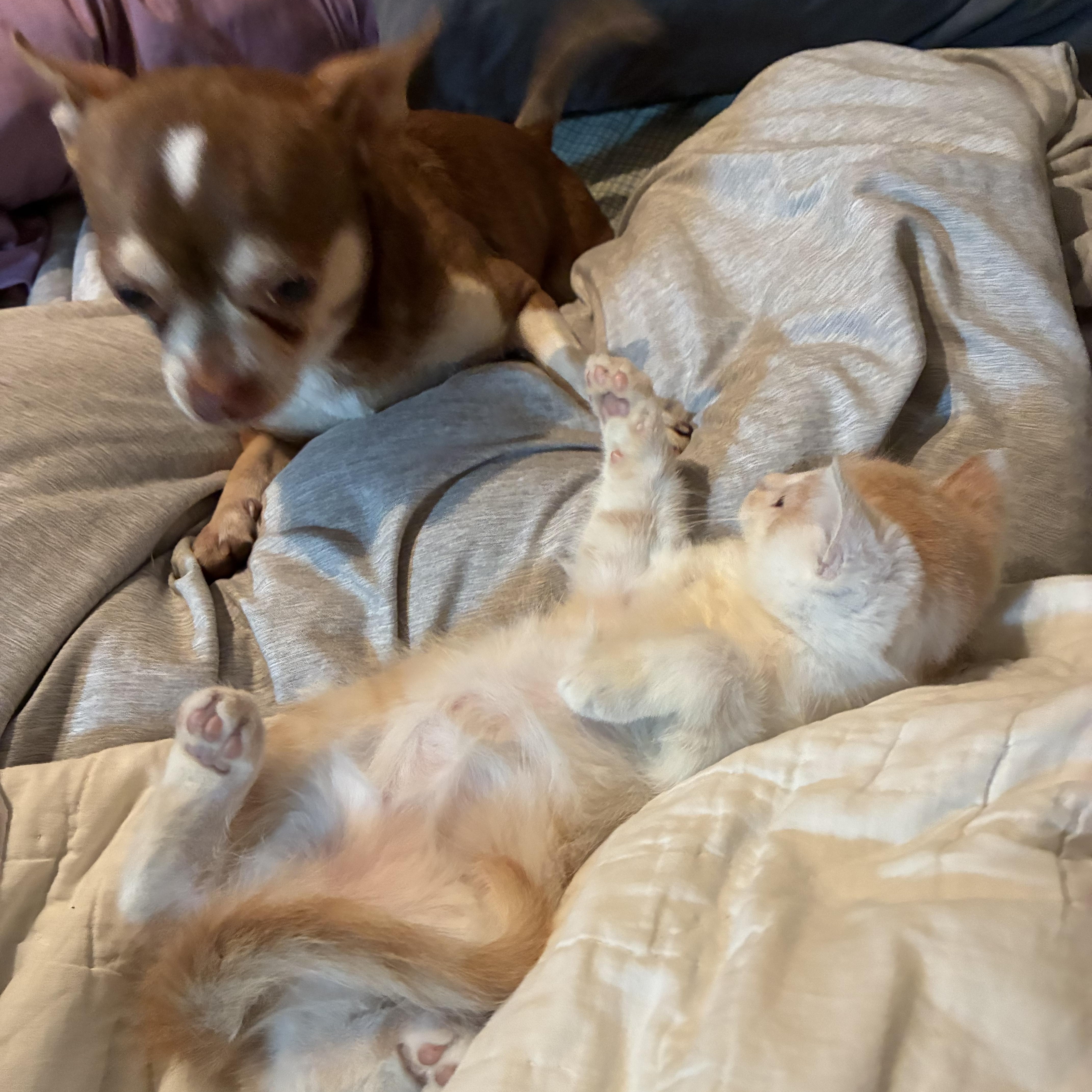 Enlarge Asher, a Adopted Domestic Medium Hair in Haines city, FL image 3/5