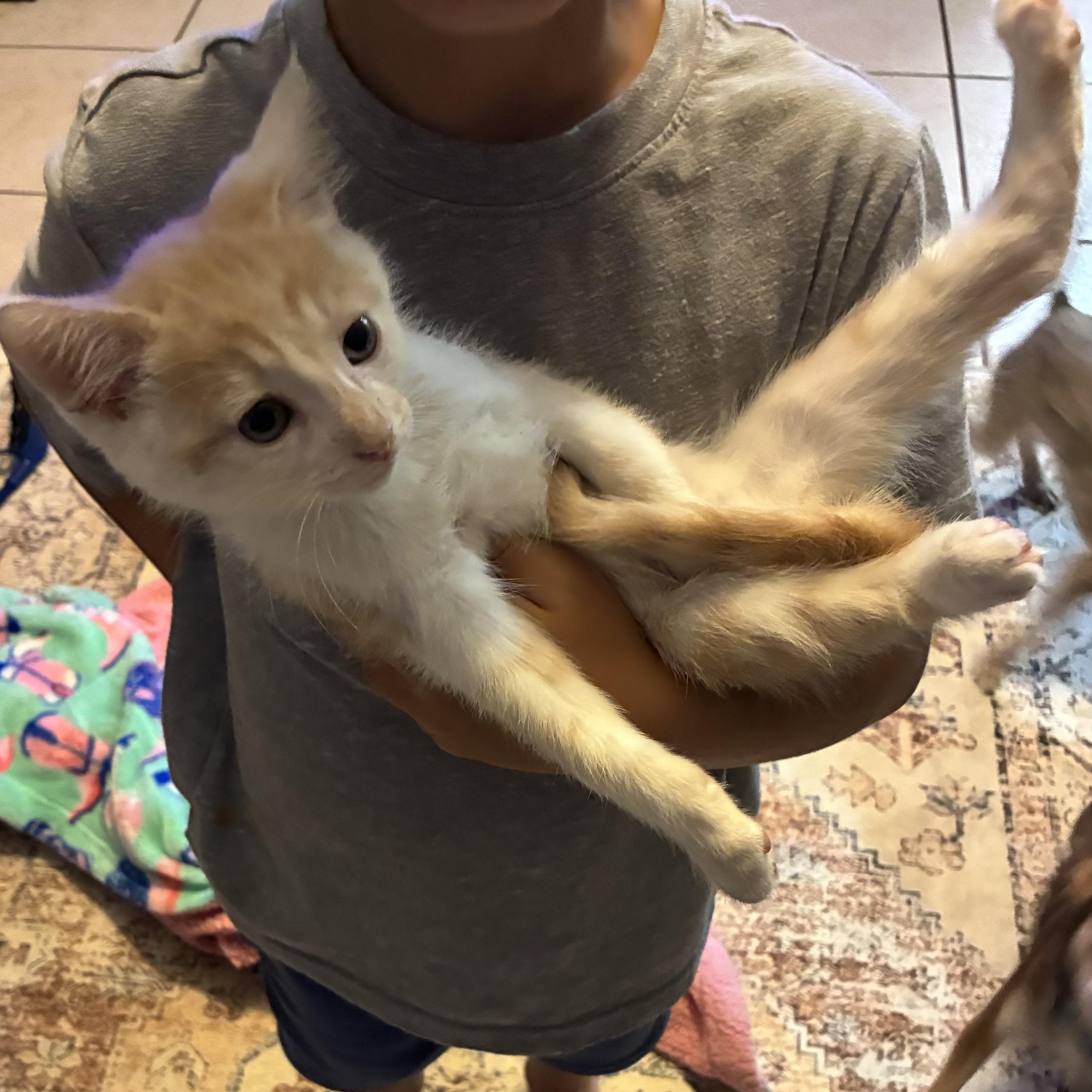 Enlarge Asher, a Adopted Domestic Medium Hair in Haines city, FL image 5/5