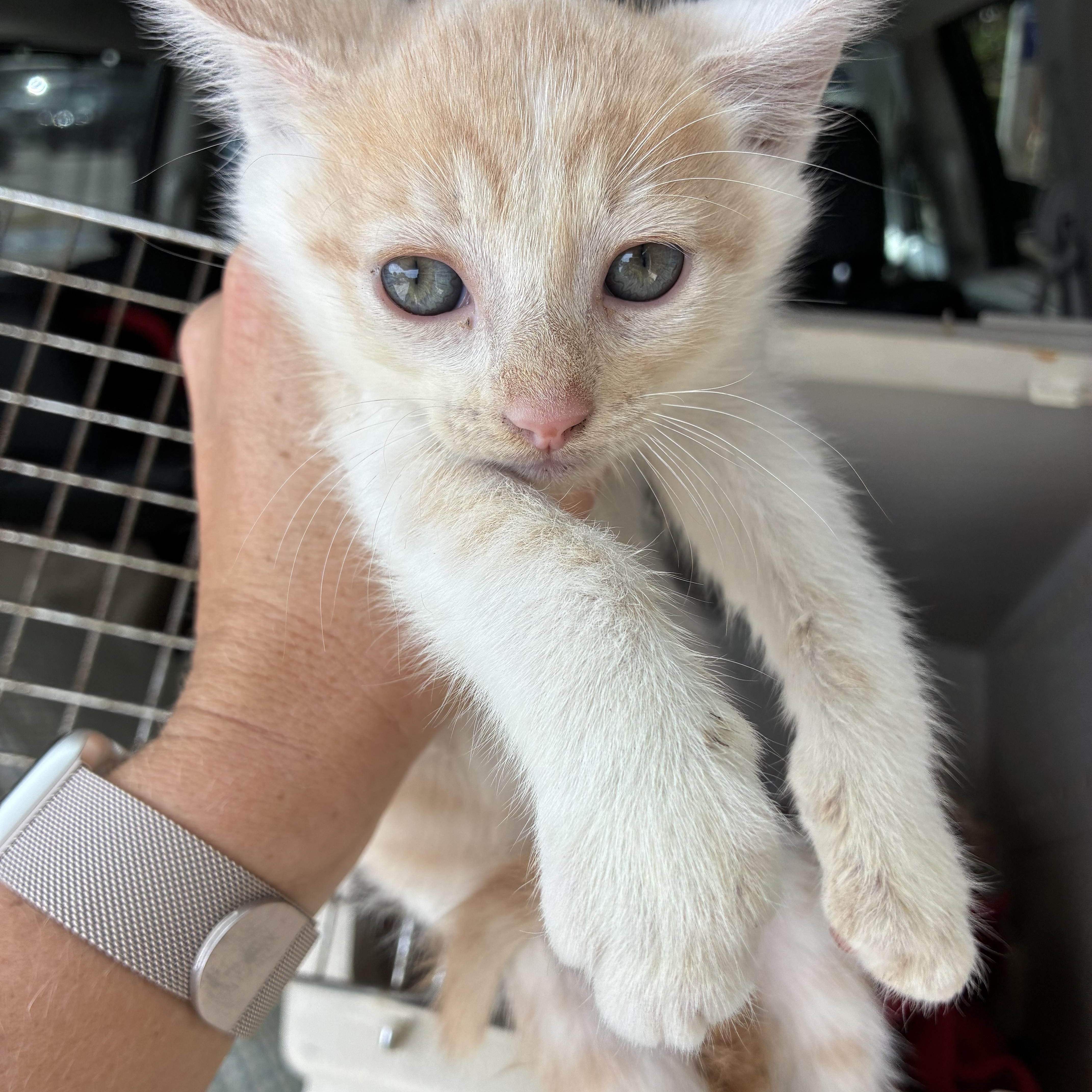 Asher, Adopted, Kitten Male Domestic Medium Hair.