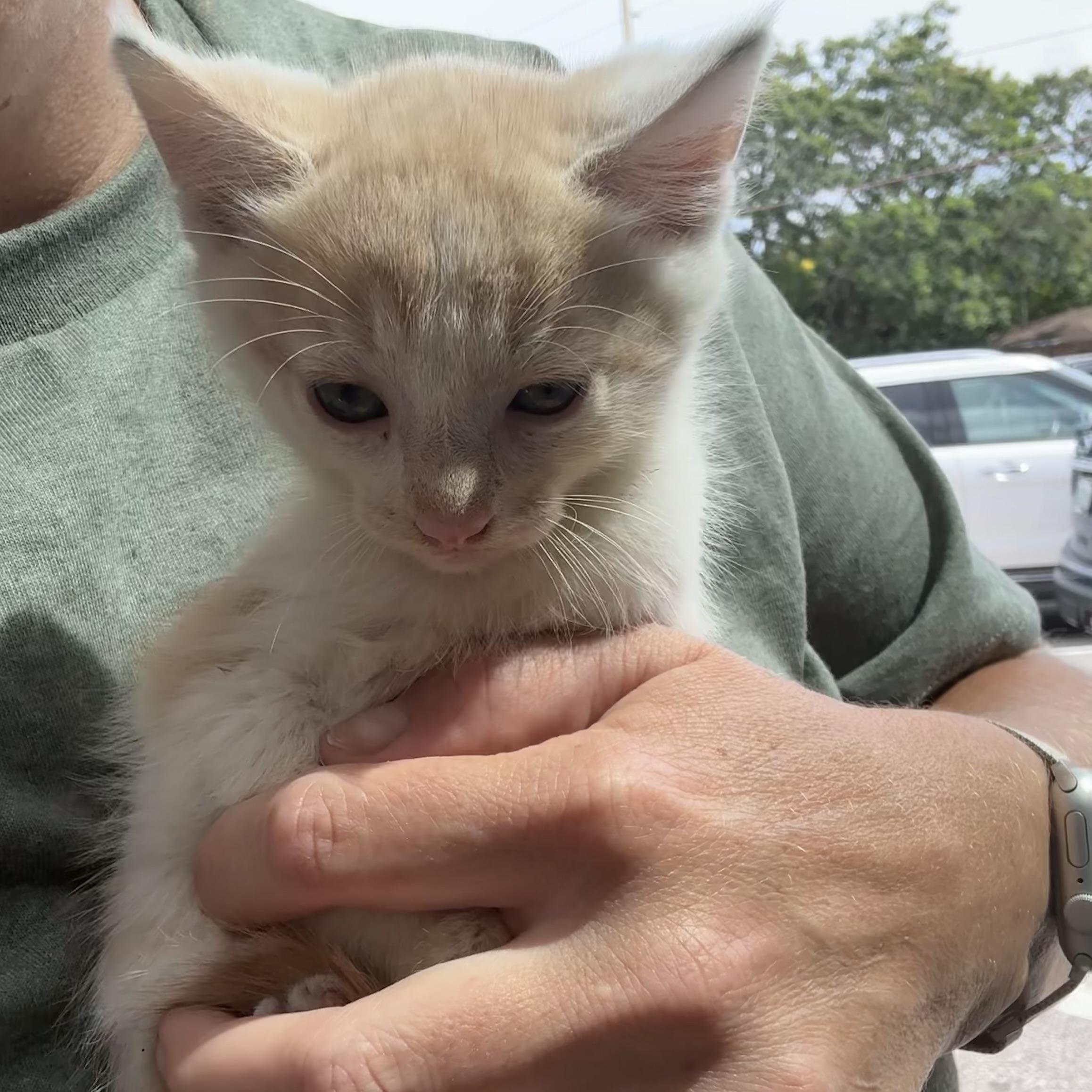 Asher, Adopted, Kitten Male Domestic Medium Hair.