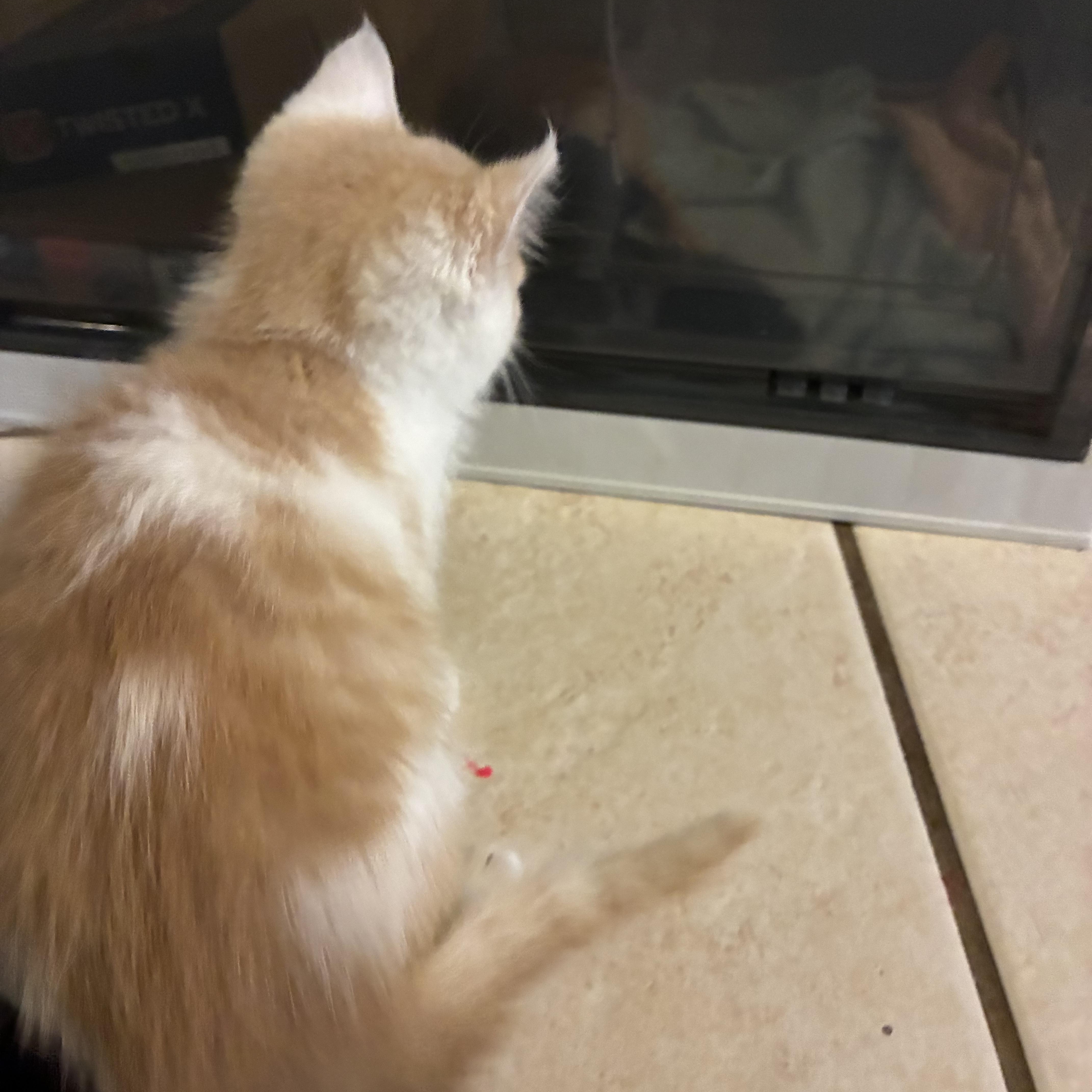 Enlarge Asher, a Adopted Domestic Medium Hair in Haines city, FL image 4/5