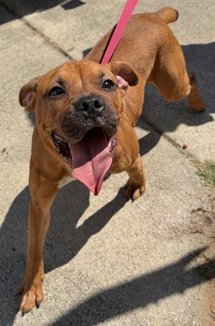 Enlarge STEELE, a Adoptable Pit Bull Terrier in Augusta, GA image 1/1