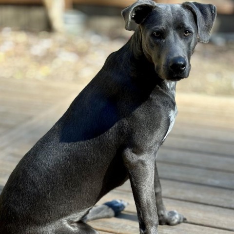 Enlarge Gumbo, a Adoptable Pit Bull Terrier in Seattle, WA image 4/7