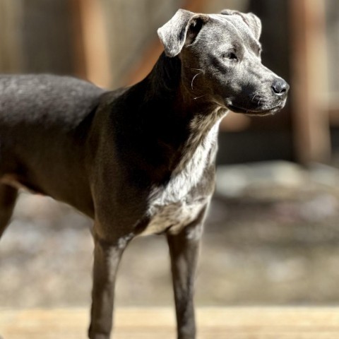 Enlarge Gumbo, a Adoptable Pit Bull Terrier in Seattle, WA image 5/7