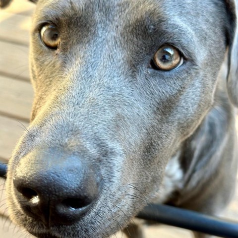 Enlarge Gumbo, a Adoptable Pit Bull Terrier in Seattle, WA image 6/7