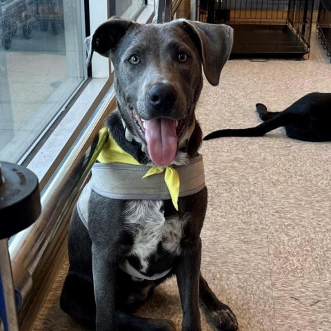 Enlarge Gumbo, a Adoptable Pit Bull Terrier in Seattle, WA image 7/7