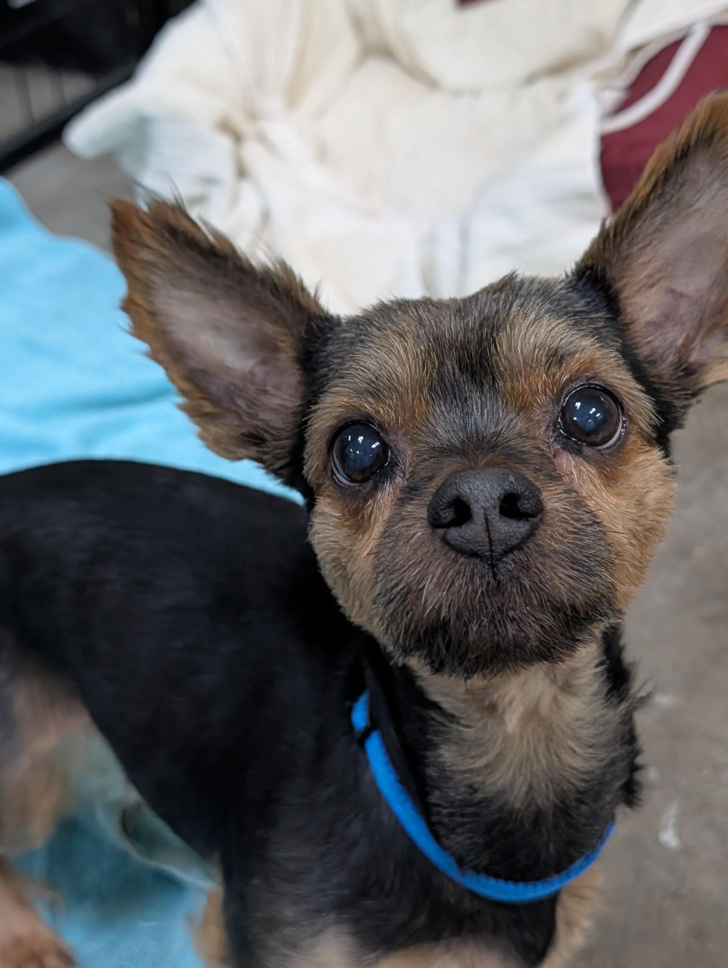 Mac, adopted, Adult Male Yorkshire Terrier & Chihuahua.