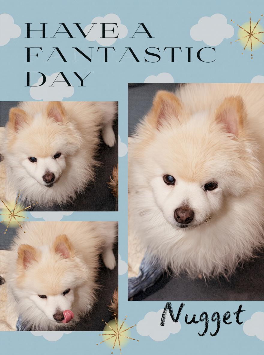 Enlarge Nugget, a Adopted Pomeranian in Tarzana, CA image 2/2