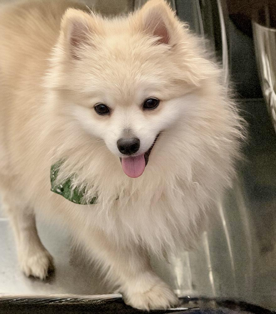 Enlarge Nugget, a Adopted Pomeranian in Tarzana, CA image 1/2
