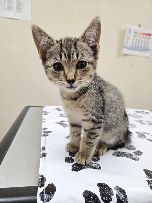 Enlarge Mr. Worldwide, a Adoptable mixed breed in Kennewick, WA image 1/1
