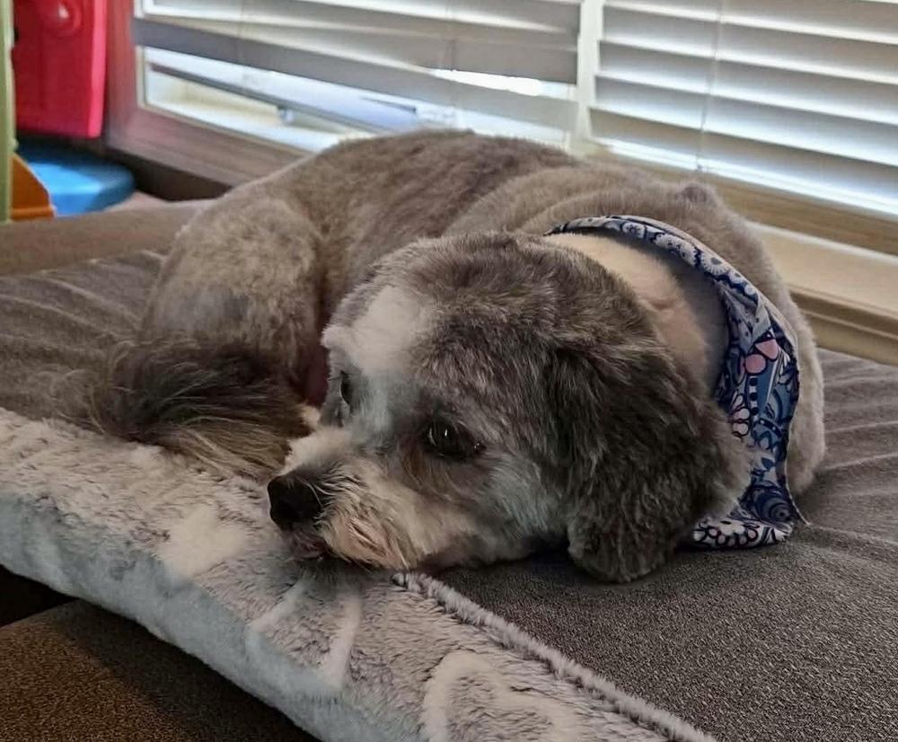 Pepper, Adoptable, Adult Female Shih Tzu.