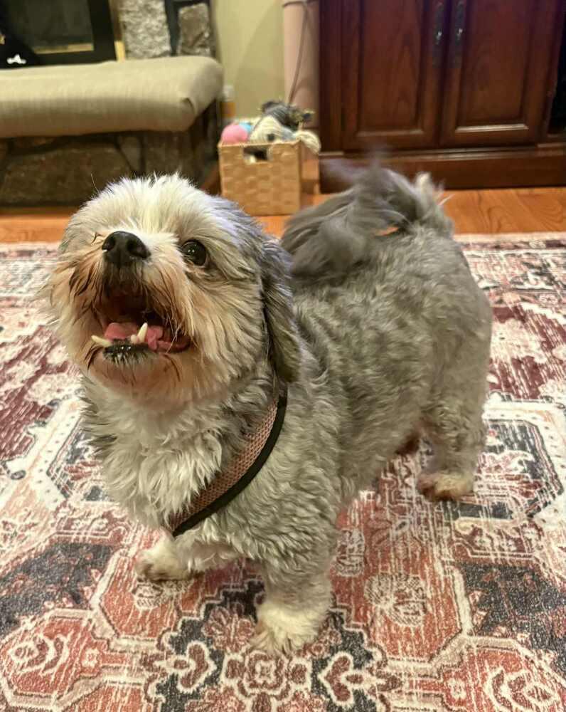 Enlarge Pepper, a Adoptable mixed breed in Middletown, CT image 2/6