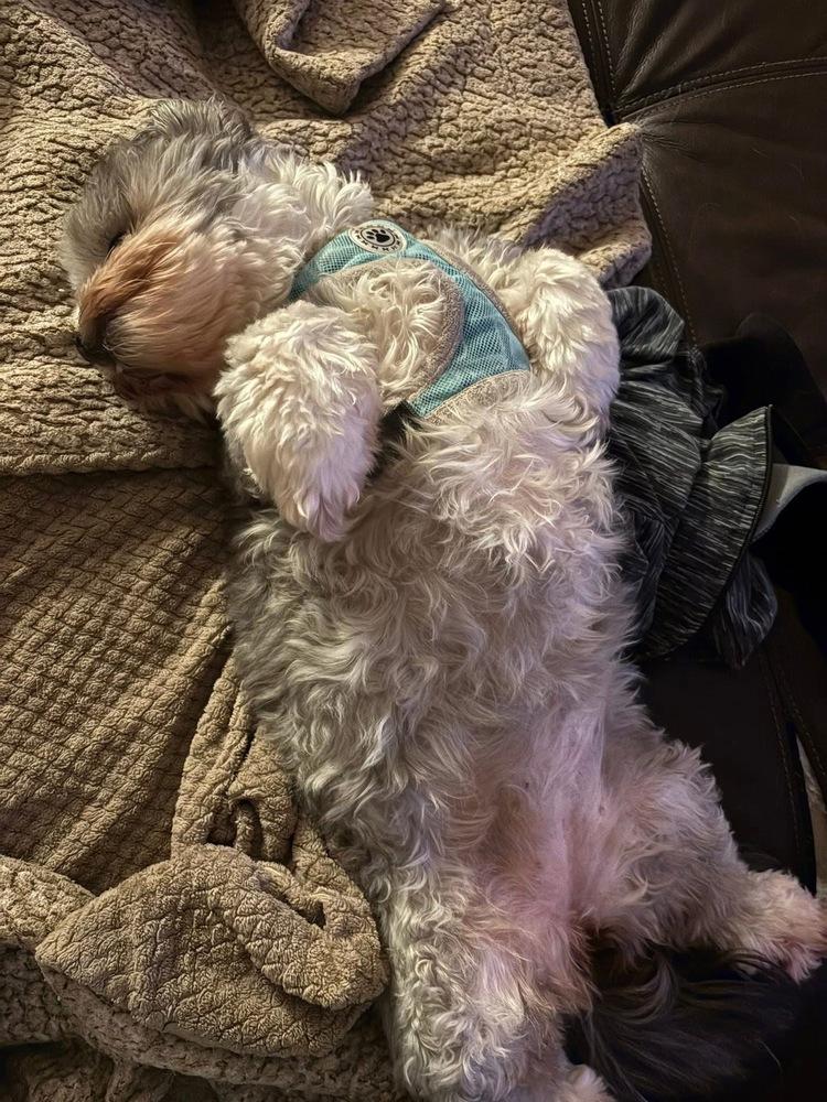 Pepper, Adoptable, Adult Female Shih Tzu.