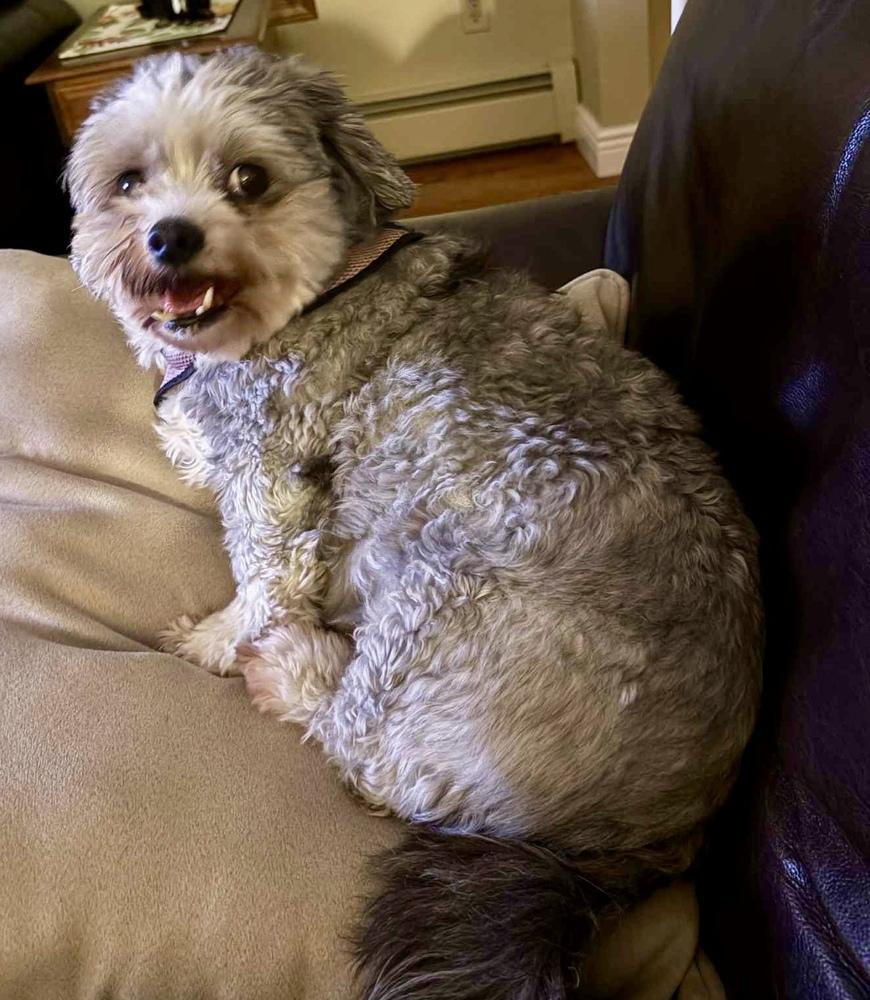 Enlarge Pepper, a Adoptable mixed breed in Middletown, CT image 4/6