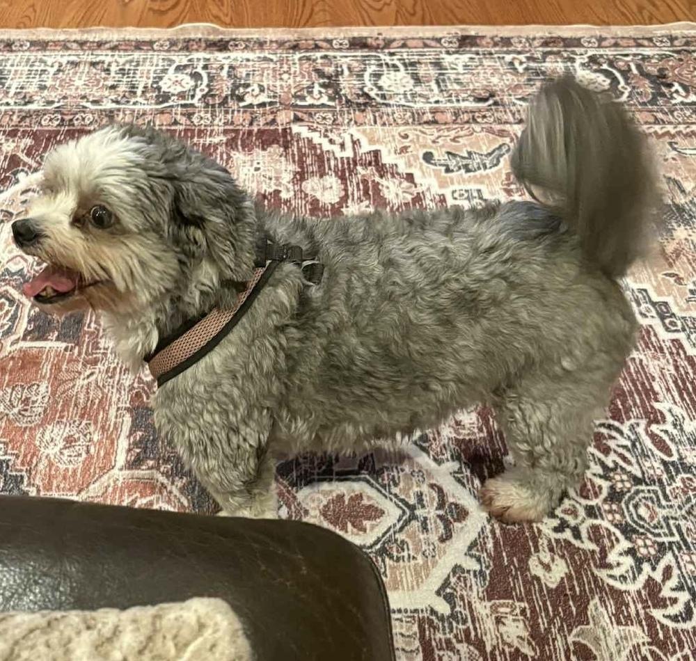 Enlarge Pepper, a Adoptable mixed breed in Middletown, CT image 5/6